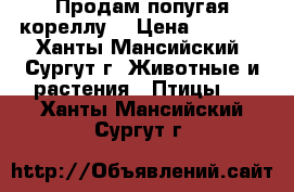 Продам попугая кореллу. › Цена ­ 3 000 - Ханты-Мансийский, Сургут г. Животные и растения » Птицы   . Ханты-Мансийский,Сургут г.